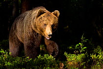 European Brown Bear (Ursus arctos arctos) in forest habitat, Finland