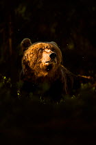 European Brown Bear (Ursus arctos arctos) portrait, the bear's sunlit face framed in shadow. Finland, Europe, June.