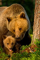 European Brown Bear (Ursus arctos arctos) mother and young cub. Finland, Europe, June.