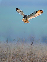 Short Eared Owl (Asio flammeus) hunting above grassland. UK, Europe, December.