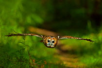 Tawny Owl (Strix aluco) flying through woodland. Controlled conditions. UK, Europe, June.