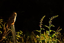 Long Eared Owl (Asio otus) perched in low sunlight. Controlled conditions. UK, Europe, May.