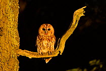 Tawny Owl (Strix aluco) perched in evening light. Controlled conditions. UK, Europe, May.