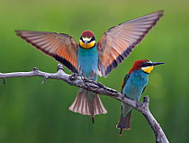 Two European Bee-eaters (Merops apiaster) on perch, one about to land with wings spread. Hungary, May. Wild Wonders of Europe, Magic Moments Book.