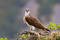 Osprey (Pandion haliaeetus) female on nest, Cairngorms NP, Highland, Scotland, UK, July