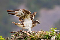 Osprey (Pandion haliaeetus) female on nest, stretching wings, Cairngorms NP, Highland, Scotland, UK, July