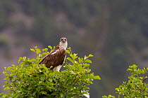 Osprey (Pandion haliaeetus) male perched in alder tree near nest, Cairngorms NP, Highland, Scotland, UK, July