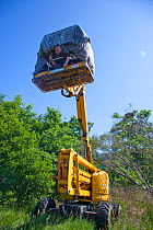 Photographer Peter Cairns in hide on mechanical 'cherrypicker' hoist used to get level with osprey nest, Cairngorms NP, Highland, Scotland, UK, July 2011. Model released