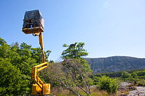 Photographer Peter Cairns in hide on mechanical 'cherrypicker' hoist used to get level with osprey nest, Cairngorms NP, Highland, Scotland, UK, July 2011. Model released 2020VISION Exhibition.
