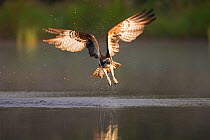 Osprey (Pandion haliaeetus) fishing at dawn, Cairngorms NP, Highland, Scotland, UK, July. 2020VISION Book Plate.