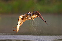 Osprey (Pandion haliaeetus) fishing at dawn, Cairngorms NP, Highland, Scotland, UK, July