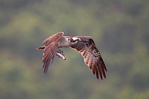 Osprey (Pandion haliaeetus) fishing at dawn, flying to nest with fish, Cairngorms NP, Highland, Scotland, UK, July