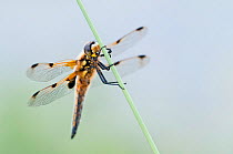 Four-spotted chaser {Libellula quadrimaculata} dragonfly, portrait, Shapwick Nature Reserve, Somerset Levels, UK. June 2011.