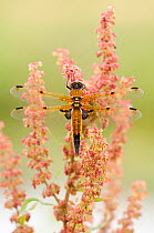Four-spotted chaser {Libellula quadrimaculata} dragonfly resting on flowers, Shapwick Nature Reserve, Somerset Levels, UK. June
