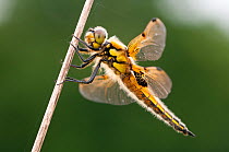 Four-spotted chaser {Libellula quadrimaculata} dragonfly at rest, portrait, Shapwick Nature Reserve, Somerset Levels, UK. June
