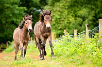 Exmoor ponies {Equus caballus}, released at Street Heath (Somerset Wildlife Trust) Nature Reserve, for conservation grazing, Somerset Levels, Somerset, UK. June 2011. Did you know? Exmoor ponies are o...
