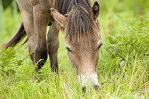 Exmoor pony {Equus caballus} grazing, released at Street Heath (Somerset Wildlife Trust) Nature Reserve, for conservation grazing, Somerset Levels, Somerset, UK. June 2011.