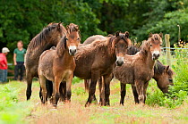 Group of Exmoor ponies {Equus caballus}, released at Street Heath (Somerset Wildlife Trust) Nature Reserve, for conservation grazing, Somerset Levels, Somerset, UK. June 2011. Did you know? These poni...