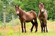 two Exmoor ponies {Equus caballus}, released at Street Heath (Somerset Wildlife Trust) Nature Reserve, for conservation grazing, Somerset Levels, Somerset, UK. June 2011.