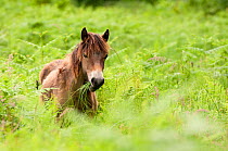 Exmoor pony {Equus caballus} grazing, released at Street Heath (Somerset Wildlife Trust) Nature Reserve, for conservation grazing, Somerset Levels, Somerset, UK. June 2011.