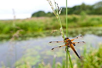 Four-spotted chaser {Libellula quadrimaculata} dragonfly resting on grass in wetland habitat, Shapwick Nature Reserve, Somerset Levels, UK. June 2011.