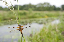 Four-spotted chaser {Libellula quadrimaculata} dragonfly resting on grass in wetland habitat, Shapwick Nature Reserve, Somerset Levels, UK. June 2011. 2020VISION Book Plate.