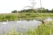 Four-spotted chaser {Libellula quadrimaculata} dragonfly resting on grass in wetland habitat with swans in the background, Shapwick Nature Reserve, Somerset Levels, UK. June