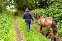 Exmoor ponies {Equus caballus} being led along path, ponies are released at Street Heath (Somerset Wildlife Trust) Nature Reserve, for conservation grazing, Somerset Levels, Somerset, UK. June 2011.