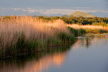 Reed beds and view towards Glastonbury Tor from Ham Wall (RSPB Nature Reserve) late evening light, Somerset Levels, Somerset, UK. June 2011.