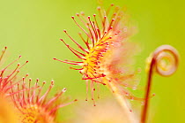 Close up of Common / Round leaved sundew {Drosera rotundifolia}, Westhay Nature Reserve (Somerset Wildlife Trust), Somerset Levels, Somerset, UK, June. Did you know? The sundew is the wolf of the plant world snapping unsuspecting insects in those sticky jaws - a true carnivore!