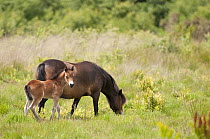 Exmoor pony and foal {Equus caballus}, released at Westhay (Somerset Wildlife Trust) Nature Reserve, for conservation grazing, Somerset Levels, Somerset, UK. June 2011. Did you know? Conservation graz...