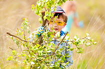 Local school child cuts and collects growing tree saplings at Westhay to maintain wetland habitat, Westhay Nature Reserve (Somerset Wildlife Trust), Somerset Levels, Somerset, UK. June 2011. Did you k...