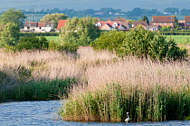 Grey heron {Ardea cinerea} hunting at Shapwick Heath Nature Reserve, with Meare village in background, Somerset Wildlife Trust, Somerset Levels, Somerset, UK. June 2011.
