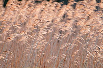Common reeds {Phragmites australis / communis} in flower, Shapwick Nature Reserve, Somerset Levels, UK. June 2011.
