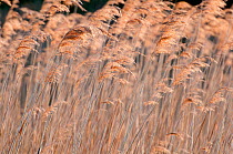 Common reeds {Phragmites australis / communis}, Shapwick Nature Reserve, Somerset Levels, UK. June