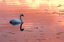 Mute swan {Cygnus olor} on water, with reflections, Shapwick Heath (Somerset Wildlife Trust) Nature Reserve, Somerset Levels, Somerset, UK. March