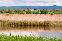 View of reed beds and the village of Meare, Shapwick Heath (Somerset Wildlife Trust) Nature Reserve, Somerset Levels, Somerset, UK. June 2011.