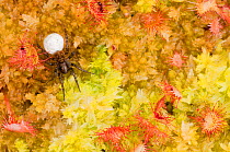 Spider with egg sac, on sphagnum moss and Common / Round leaved sundew {Drosera rotundifolia}, Westhay Nature Reserve (Somerset Wildlife Trust), Somerset Levels, Somerset, UK. June