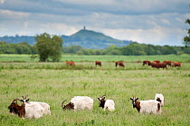 Goats and Cattle grazing on farmland at Shapwick Heath (Somerset Wildlife Trust) Nature Reserve, with Glastonbury Tor in the distance, Somerset Levels, Somerset, UK. June 2011.