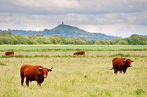 Cattle grazing on farmland at Shapwick Heath (Somerset Wildlife Trust) Nature Reserve, with Glastonbury Tor in the distance, Somerset Levels, Somerset, UK. June 2011.