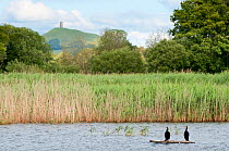 Cormorants {Phalacrocorax carbo} on purpose-built 'bird island' at Ham Wall (RSPB) Nature Reserve, with Glastonbury Tor in the distance, Somerset Levels, Somerset, UK. June 2011.