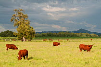 Cattle grazing on farmland at Shapwick Heath (Somerset Wildlife Trust) Nature Reserve, with Glastonbury Tor in the distance, Somerset Levels, Somerset, UK, June 2011. Did you know?  Aurochsen, a hardy...