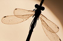Emerald damselfly {Lestes sponsa}, silhouette against water, Arne (RSPB) Nature Reserve, Dorset, UK. September. Did you know? RSPB Arne is a diverse habitat for insects, birds, plants and mammals, and...