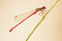 Small red damselfly {Ceriagrion tenellum} resting, Arne (RSPB) Nature Reserve, Dorset, UK. August