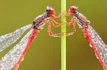 RF- Two Small red damselflies (Ceriagrion tenellum) covered in morning dew. Arne (RSPB) Nature Reserve, Dorset, UK. August . (This image may be licensed either as rights managed or royalty free.)