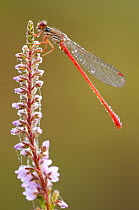 Small red damselfly {Ceriagrion tenellum} resting on willow herb flower spike, covered in morning dew, Arne (RSPB) Nature Reserve, Dorset, UK. August
