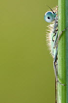 Blue-tailed damselfly {Ischnura elegans} half visible behind reed stem, Cornwall, UK. June