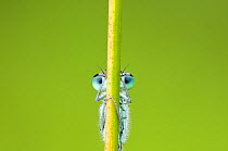 Blue-tailed damselfly {Ischnura elegans} eyes just visible behind reed stem, Cornwall, UK. June