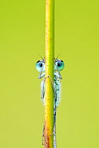 Blue-tailed damselfly {Ischnura elegans} eyes  just visible behind reed stem, Cornwall, UK. June
