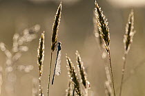 Common blue damselfly {Enallagma cyathigerum}, male, silhouette on grasses in morning light, covered in dew, Tamar Lakes, Cornwall, UK. May